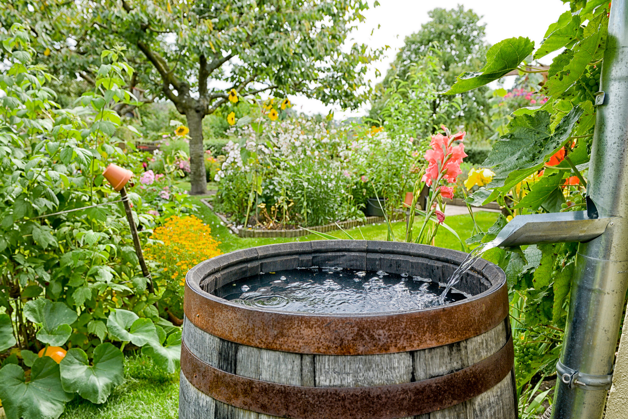 Here's Everything You Wanted to Know About Rainwater Harvesting ...