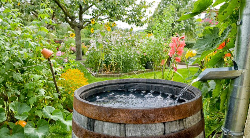 Here's Everything You've Ever Wanted to Know About Saving Rainwater