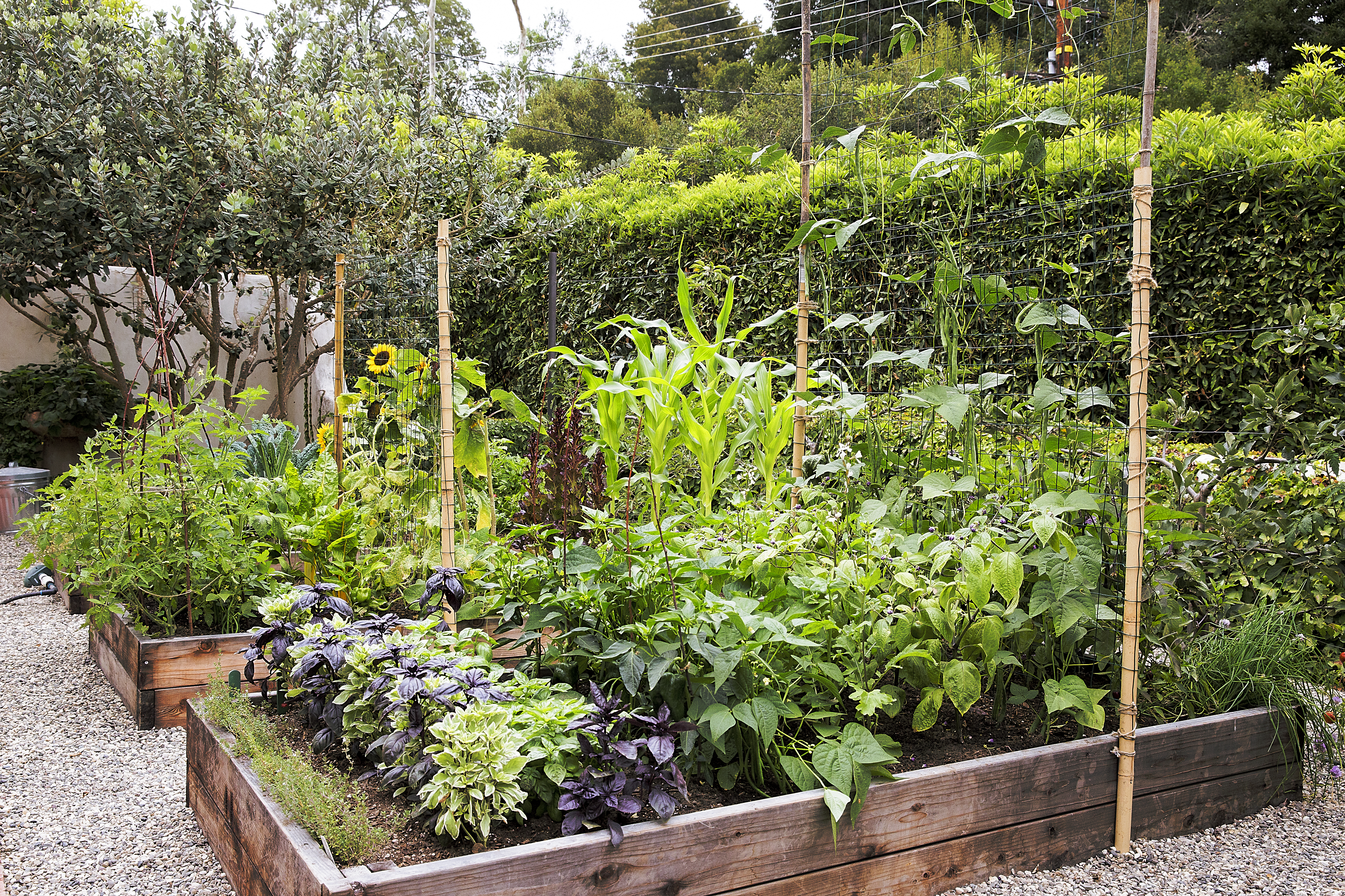 When Do I Harvest the Vegetables in My Raised Red? - Vimarsana News