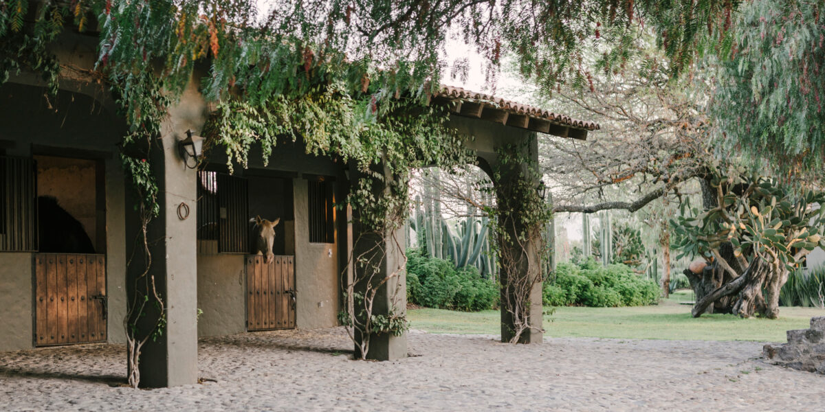 Rancho Sol Dorado Ivy Covered Building