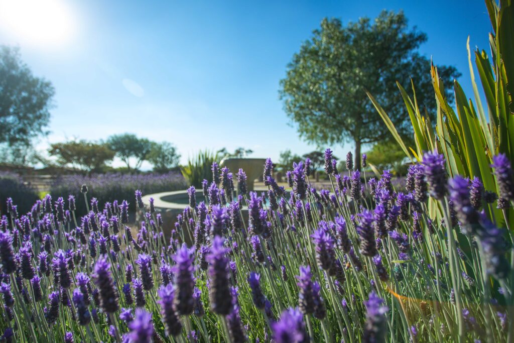 Rancho Sol Dorado Lavender