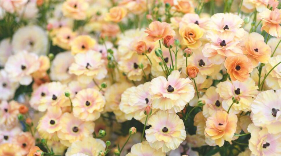 FYI, This Is the ‘It’ Flower That Will Be Trending All Summer Long