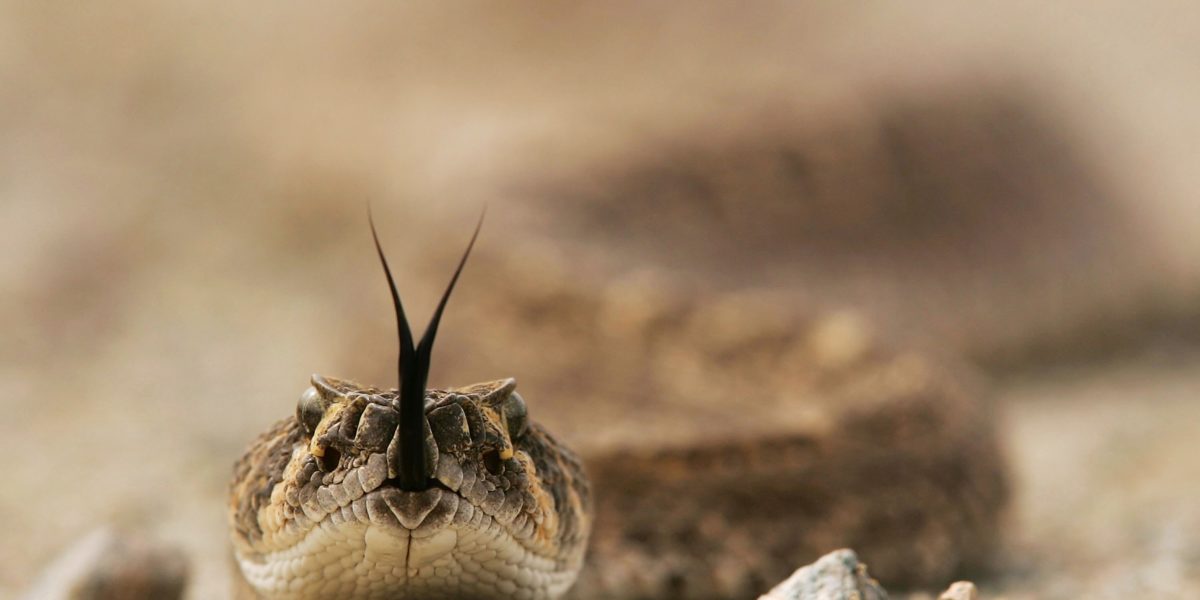 Rattlesnake in Arizona Desert