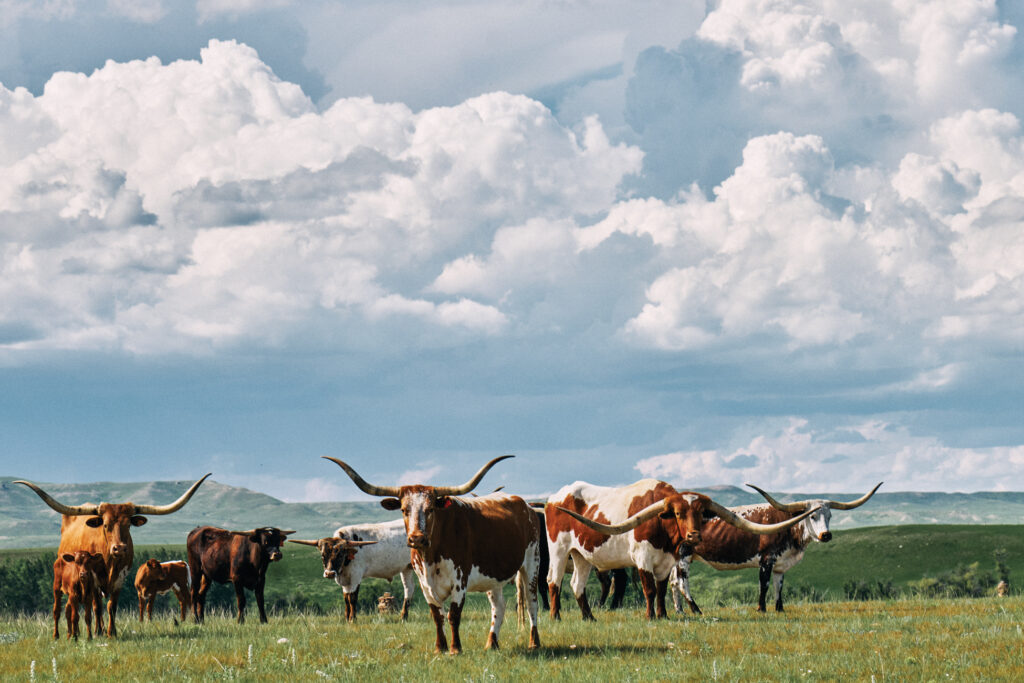 Reid Creek Lodge Longhorn Cattle