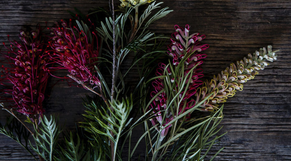 All About Proteas, the Otherworldly Flowers Taking over the West (and the Farmer Who Loves Them)
