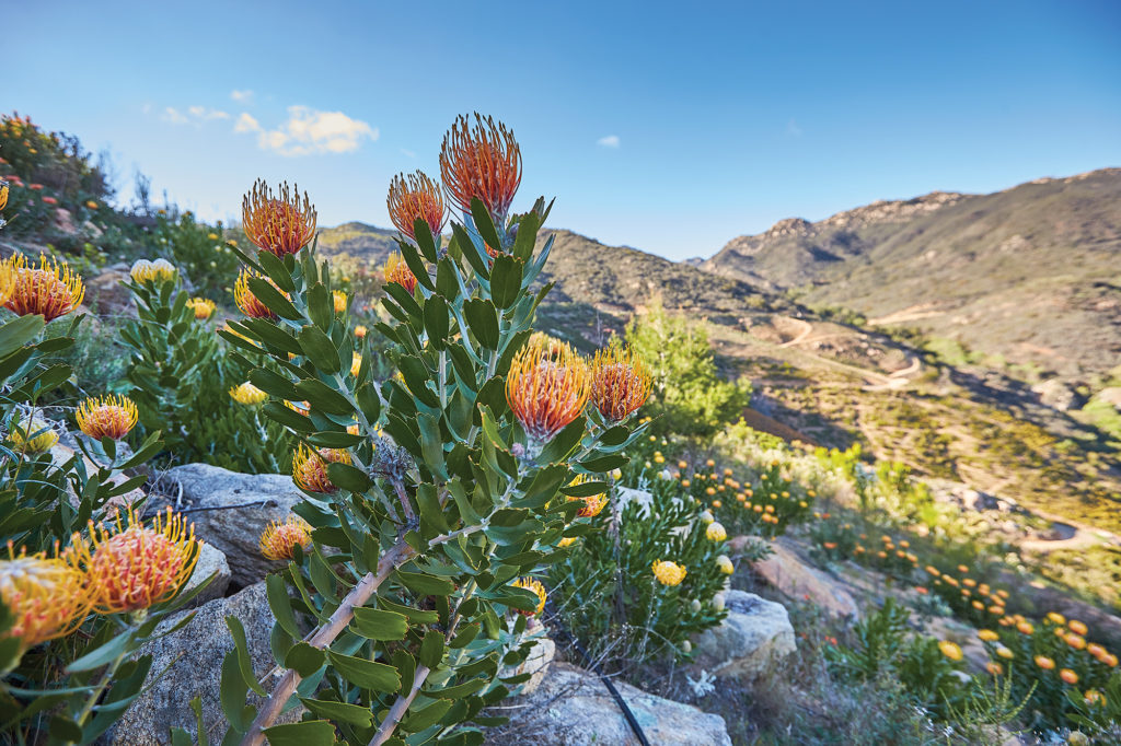 Protea flowers on a rocky hillside
