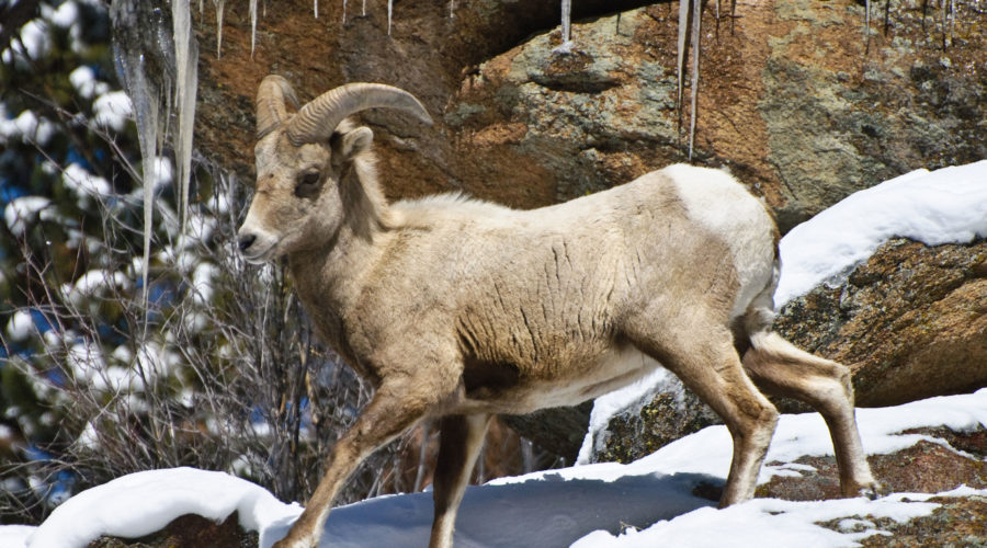 A bighorn sheep in Rocky Mountain National Park scrambling among snow covered rocks
