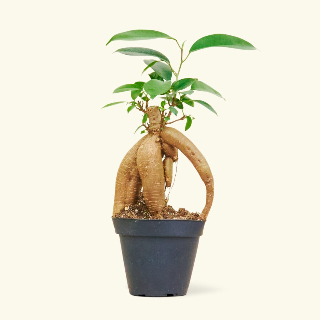 Rooted Ficus Ginseng