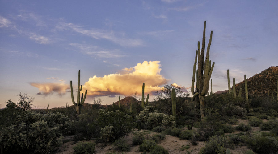 Dramatic Desert Flora at Saguaro National Park, AZ