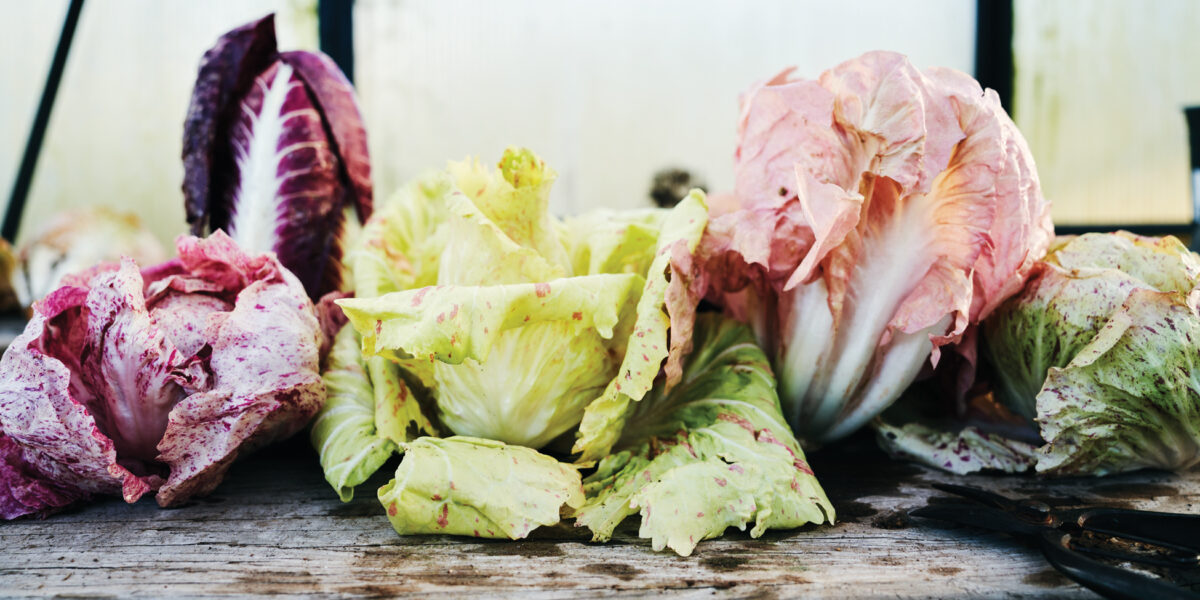 Various Kinds of Chicory