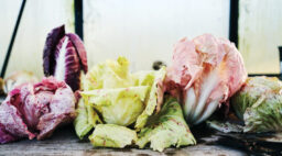 Various Kinds of Chicory