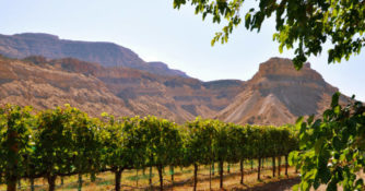 Vineyards with red rock mesas in background in one of Colorado's under-the-radar wine country, Grand Valley
