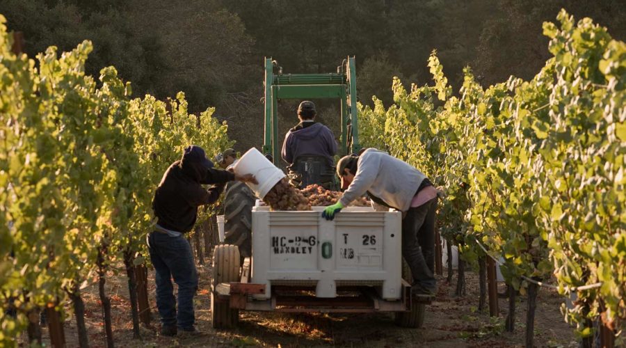 Winemakers picking grapes in the vineyards at Handley Vineyards in Anderson Valley's secret wine country area