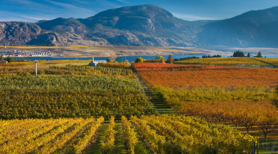 Vineyards in front of Osoyoos Lake in Okanagan Valley B.C. wine country