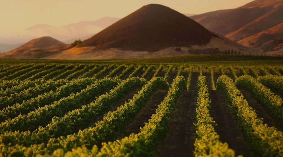Vineyards with Islay Peak, a volcanic plug, in the background in California's secret wine country of Edna Valley