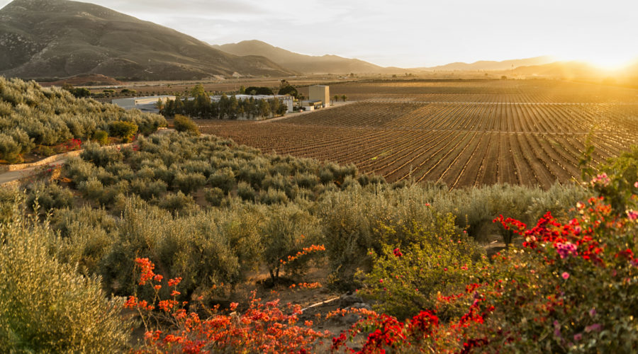 Vineyard and winery at sundown in the Valle de Guadalupe, Baja California, Mexico