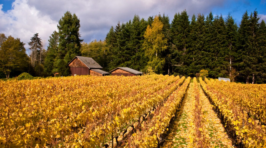 Whidbey Island Winery in one of Washington's secret wine countries in Puget Sound with golden vineyards