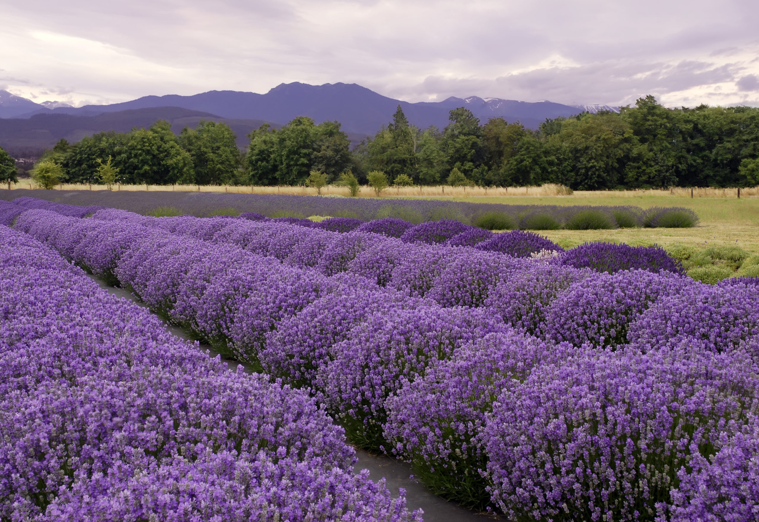 lavender in Sequim