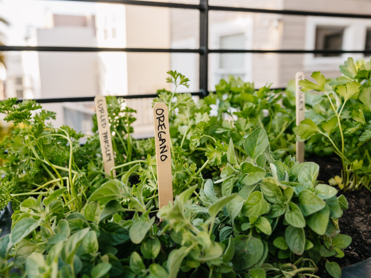 Herbs on Balcony