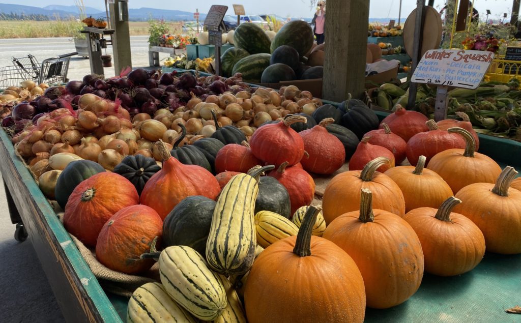 Squash, pumpkins and other gourds at Snow Goose Produce market near Seattle