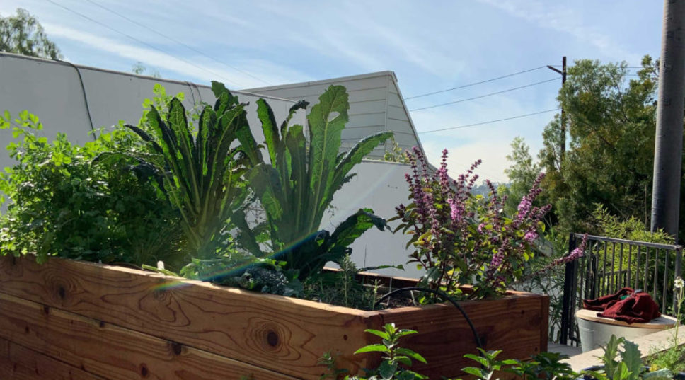 A Raised Bed in a City? This Urban Gardener Did It, and So Can You