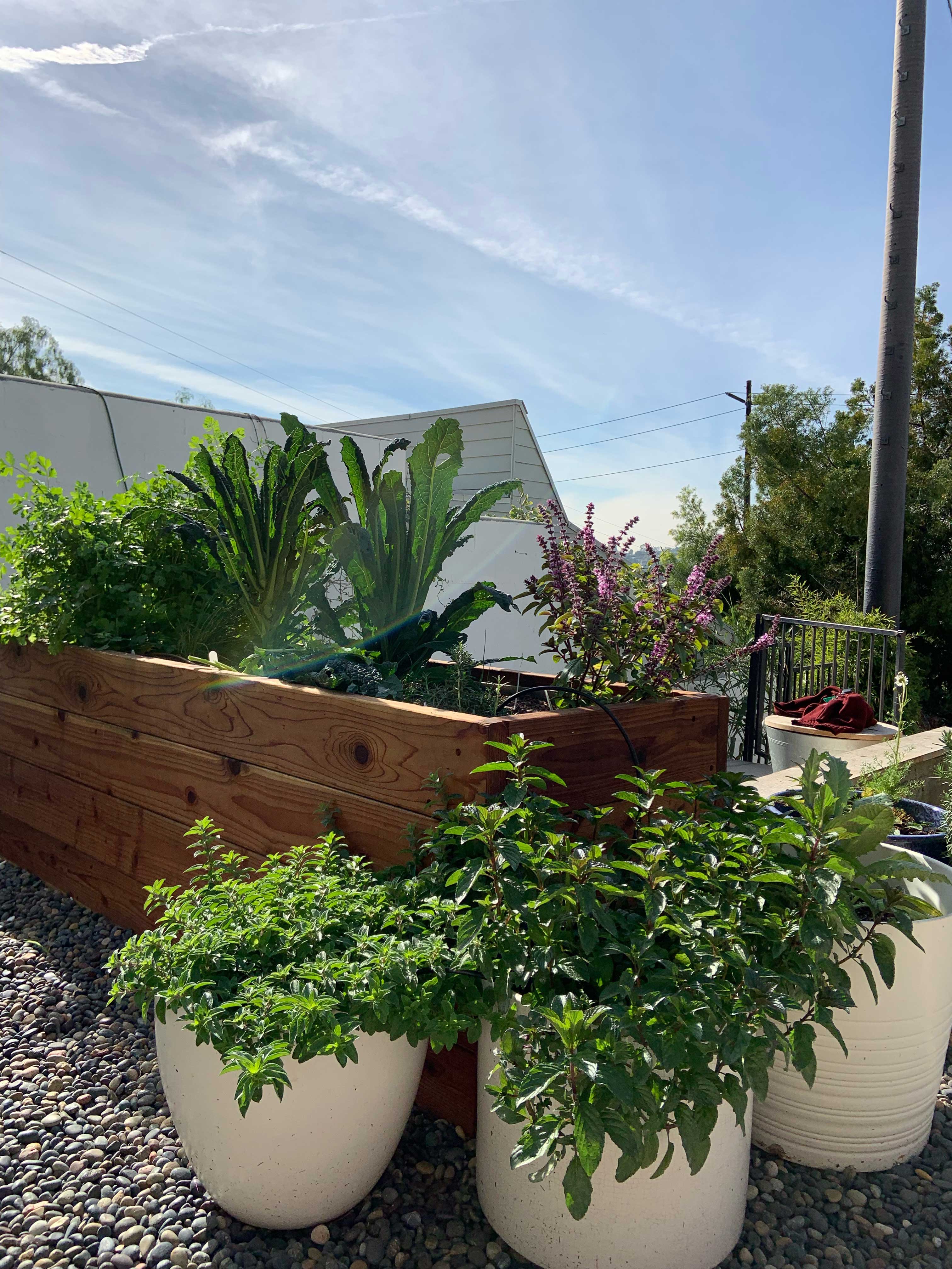 A Raised Bed in a City? Urban Gardening Tips from Sophie Pennes - Vimarsana News