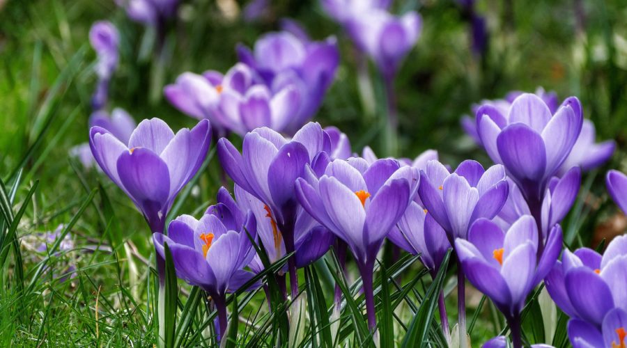 Plant These Fall Bulbs for the Most Spring Blooms Sunset