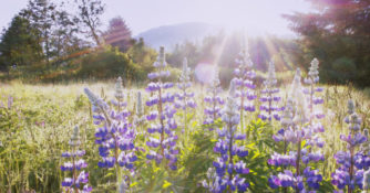flowers in a meadow illuminate in early morning sun with mountain in background