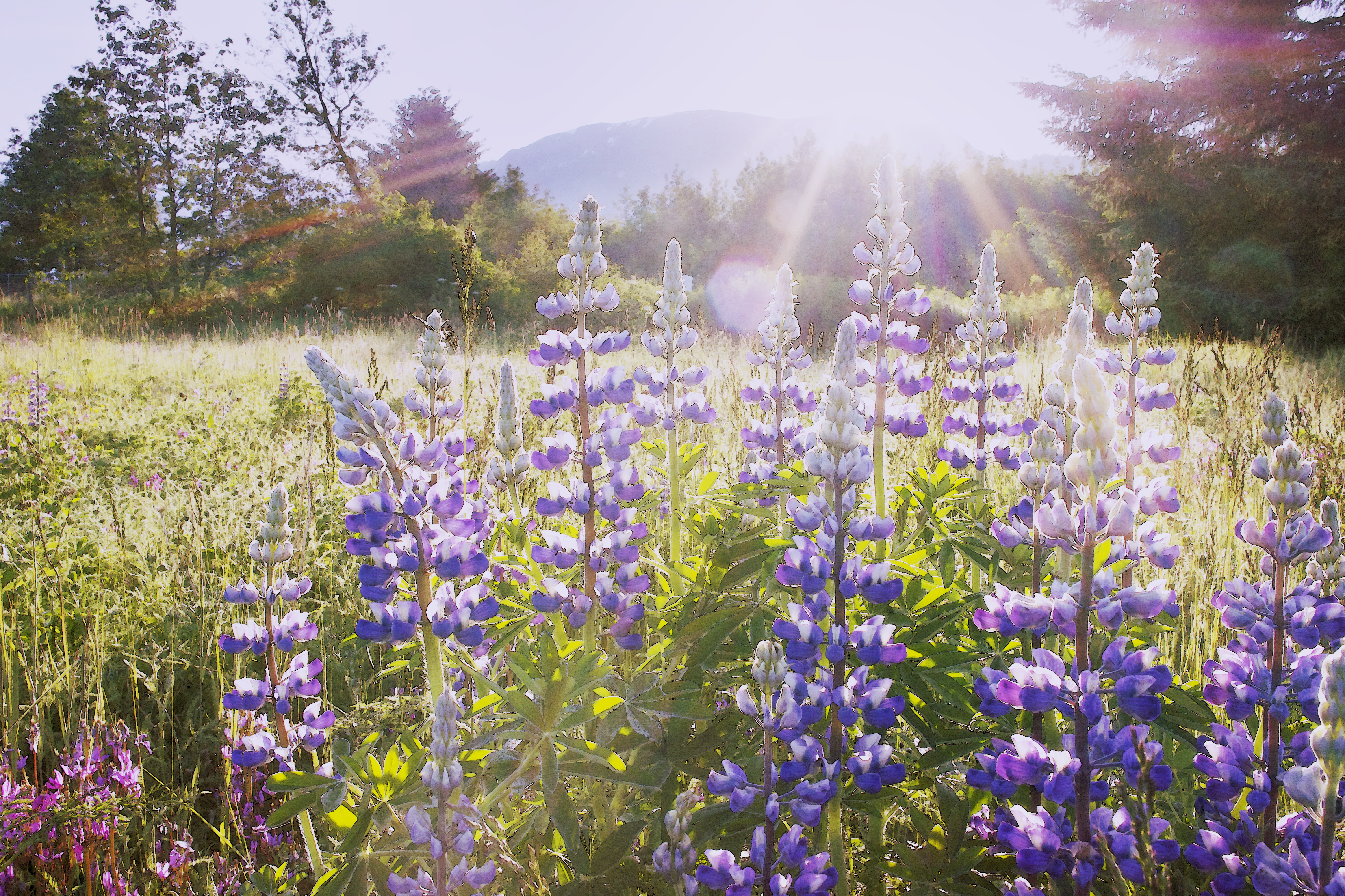 Wildflower Bloom Destinations to Visit (Responsibly) - Vimarsana News