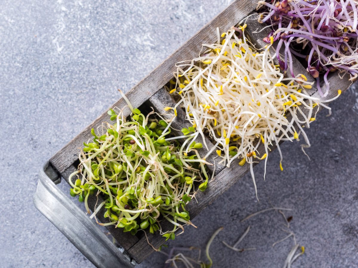 Can Dogs Eat Clover Sprouts