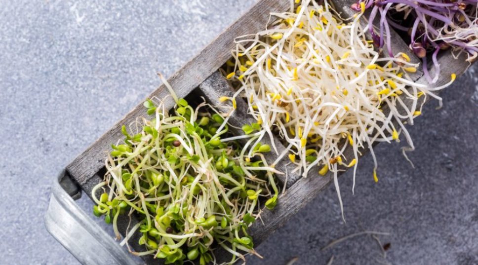 Growing Sprouts Like a Crunchy 1970s Hippie Has Never Been Easier