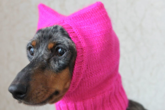 italian greyhound halloween costumes