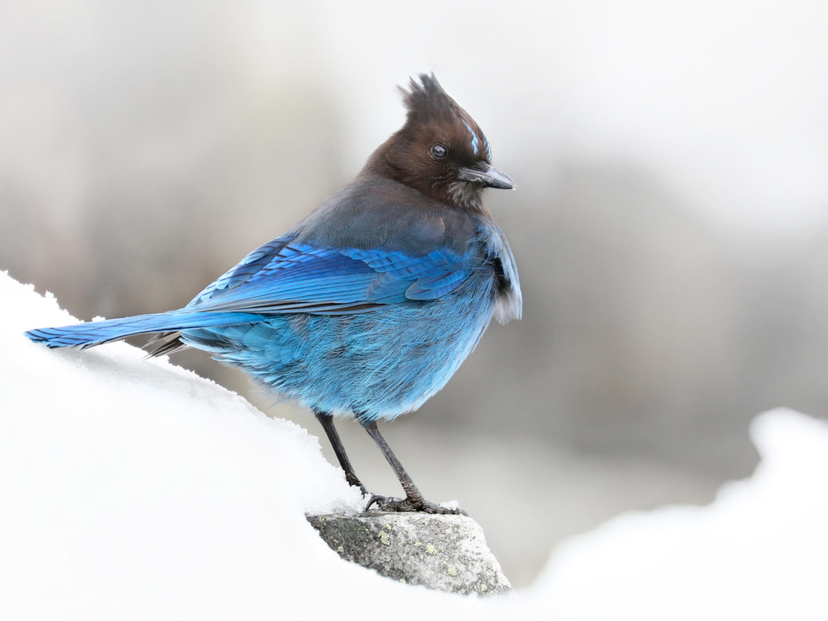 Christmas Day Bird Count 2022 Seattle Is That A Partridge In A Pear Tree? It's Christmas Bird Count Time! - Sunset