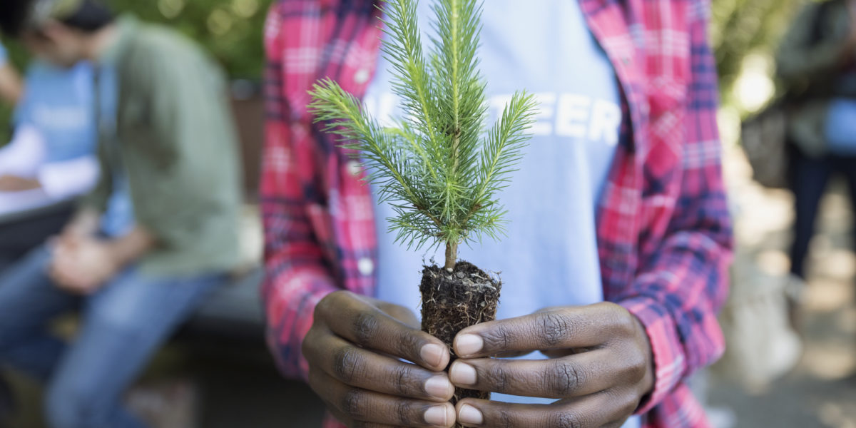 Free Trees Help You Fight Climate Change (and Make Your Yard Even Nicer)