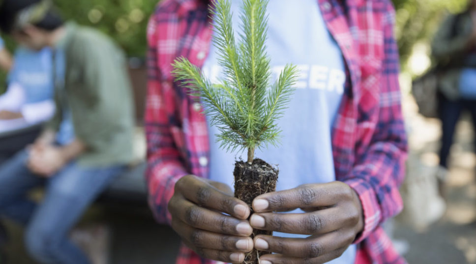 Free Trees Help You Fight Climate Change (and Make Your Yard Even Nicer)