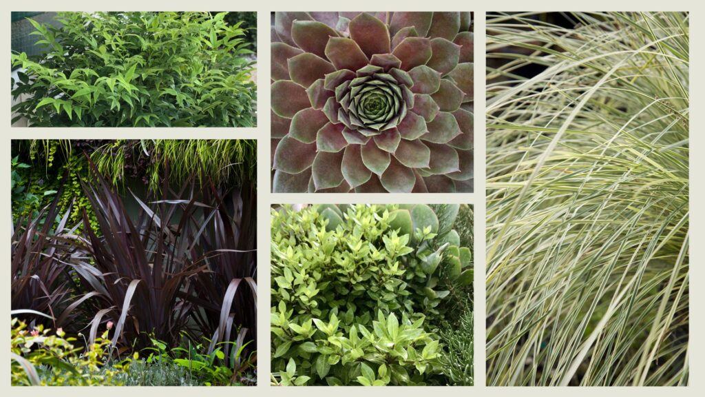 Sunset Plant Collection Plants