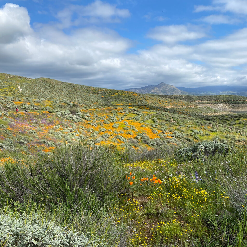Superbloom at Diamond Valley Lake