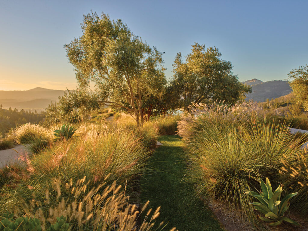 Surfacedesign Trinity Project Nuns Canyon Modern Garden Grasses