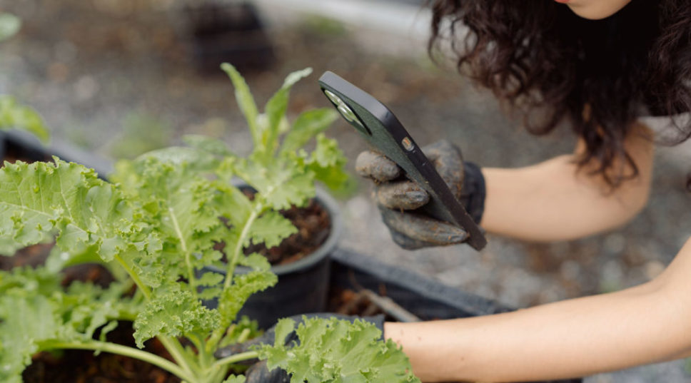 The Hidden iPhone Garden Hack You Need to Try
