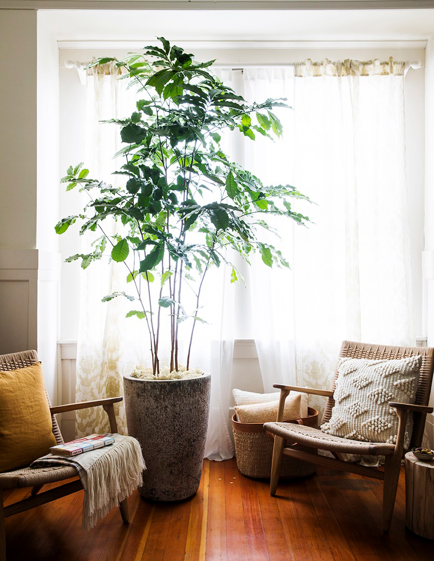 Tall Houseplant