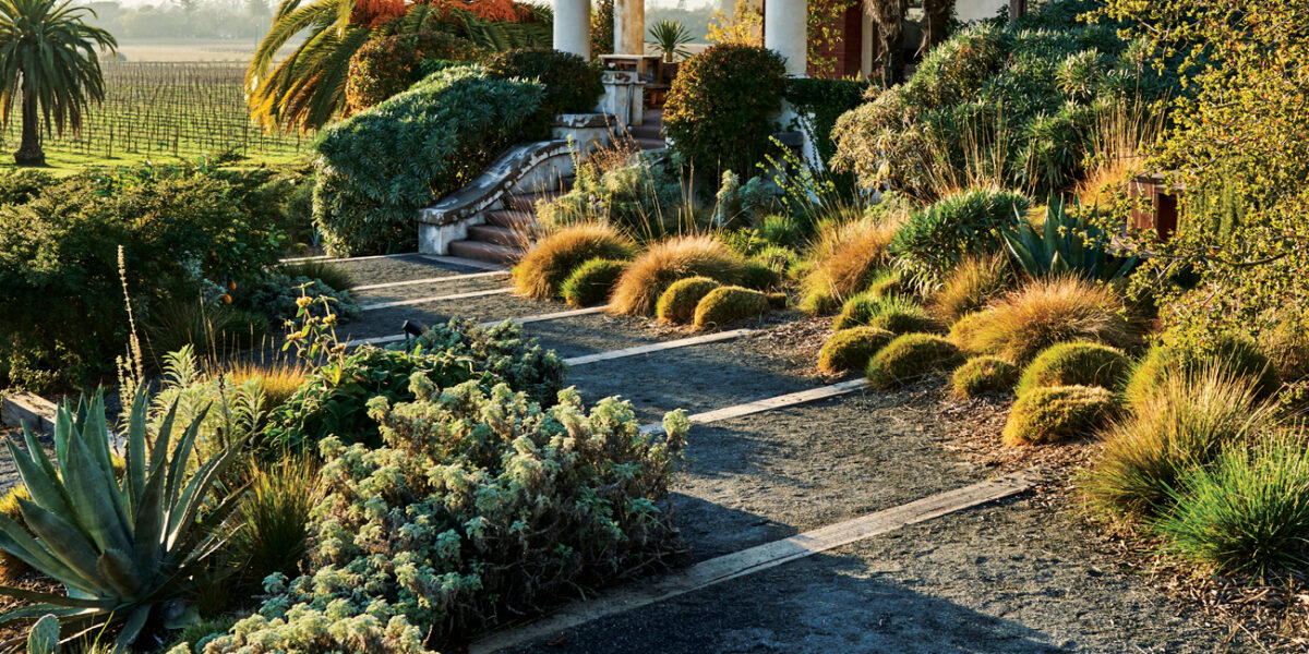 Scribe Winery Landscaping