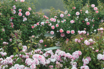 The Color of Roses Pink Roses Crop Photo