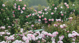 The Color of Roses Pink Roses Crop Photo