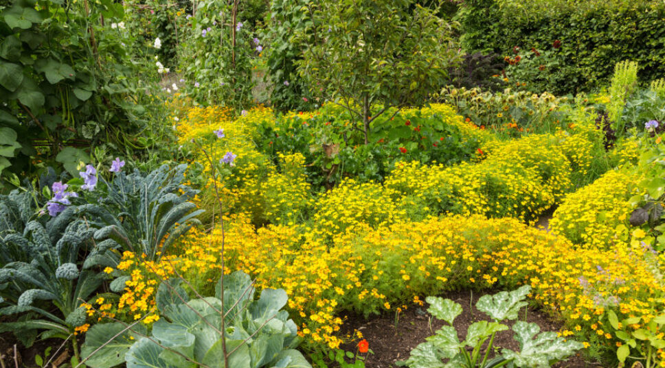 Let's Face It: Edible Gardens Look Boring. Here's How to Make Your Bounty Beautiful.