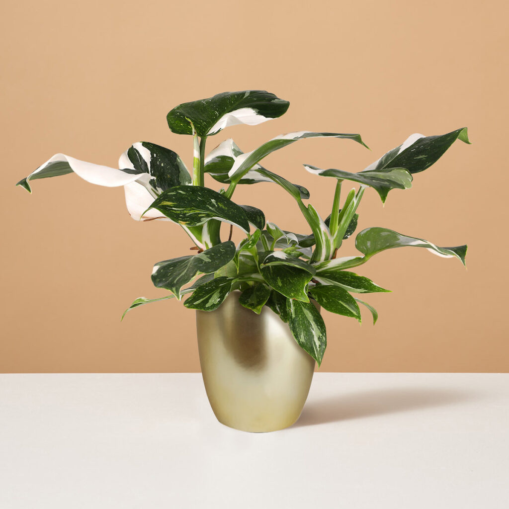 The Sill Philodendron White Wizard