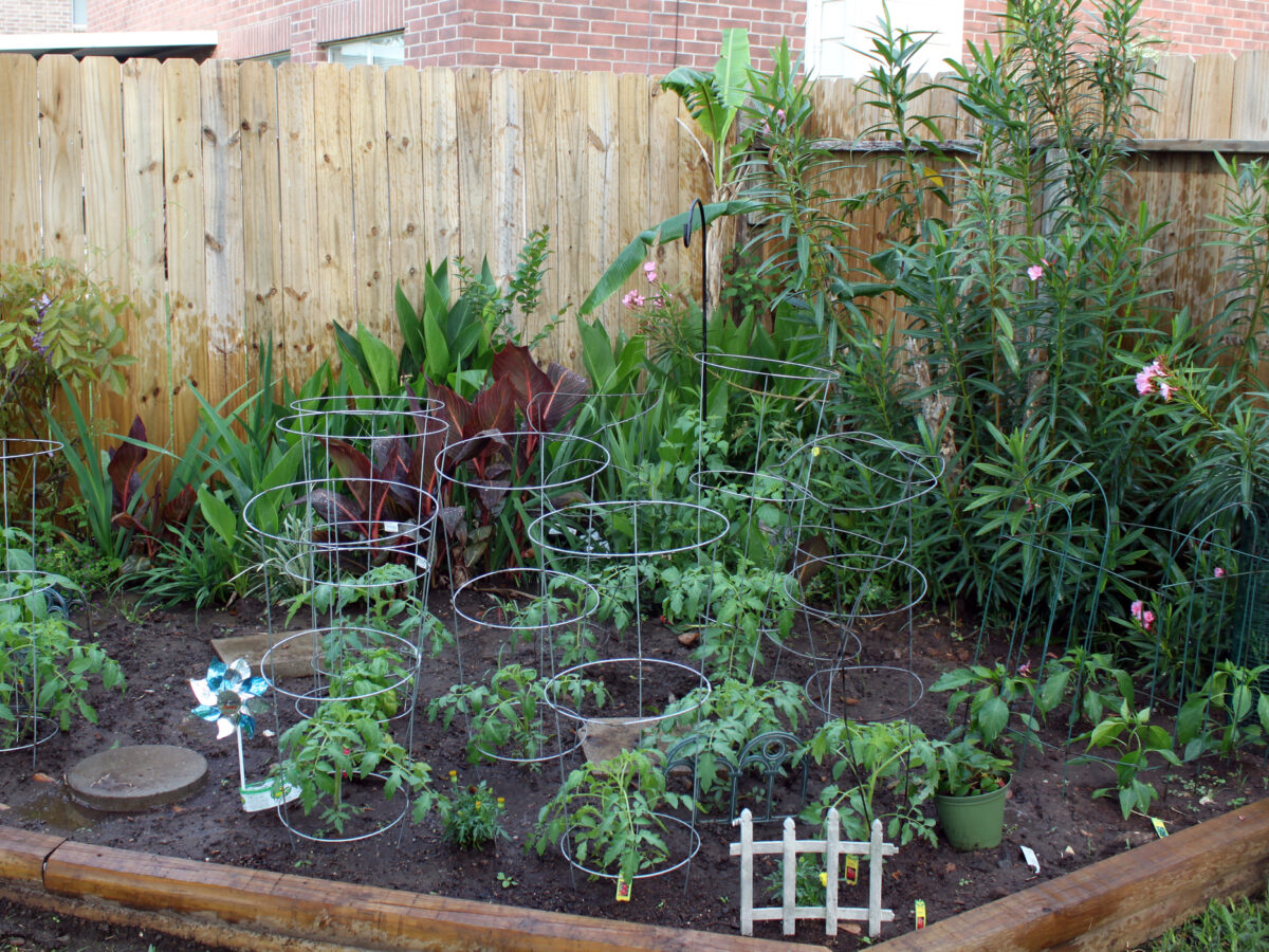 Yard Full of Tomato Cages