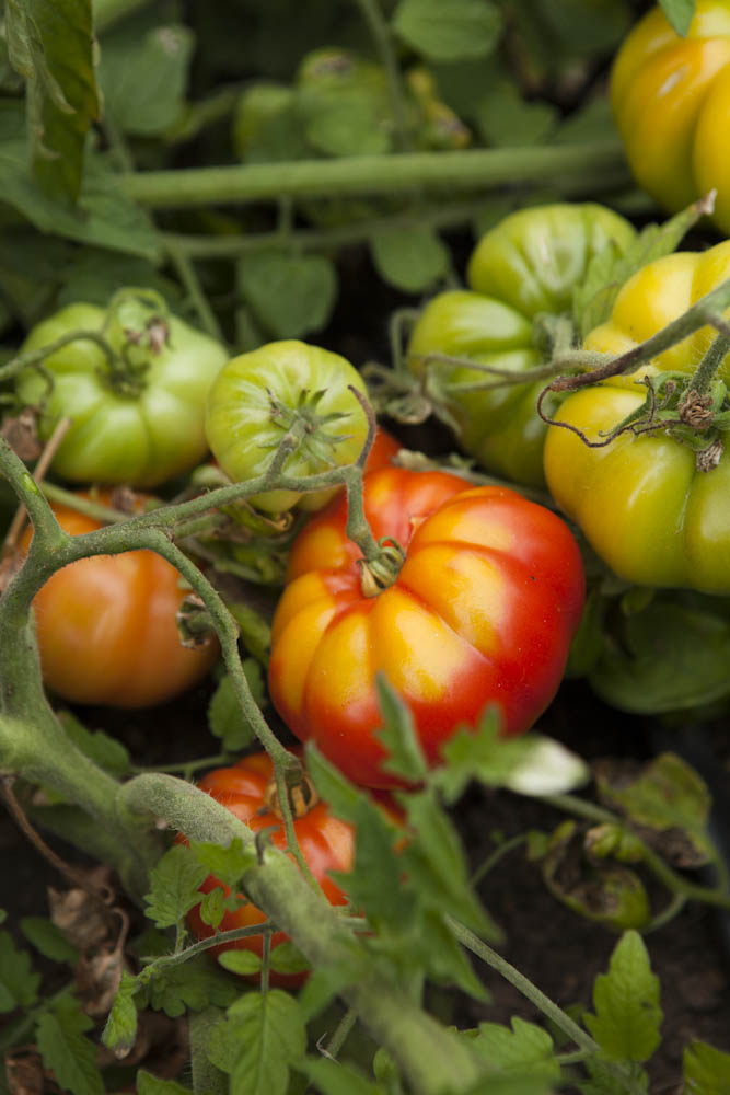 Tomato Cage Versus Trellis: The Best Way to Grow Tomatoes - Vimarsana News
