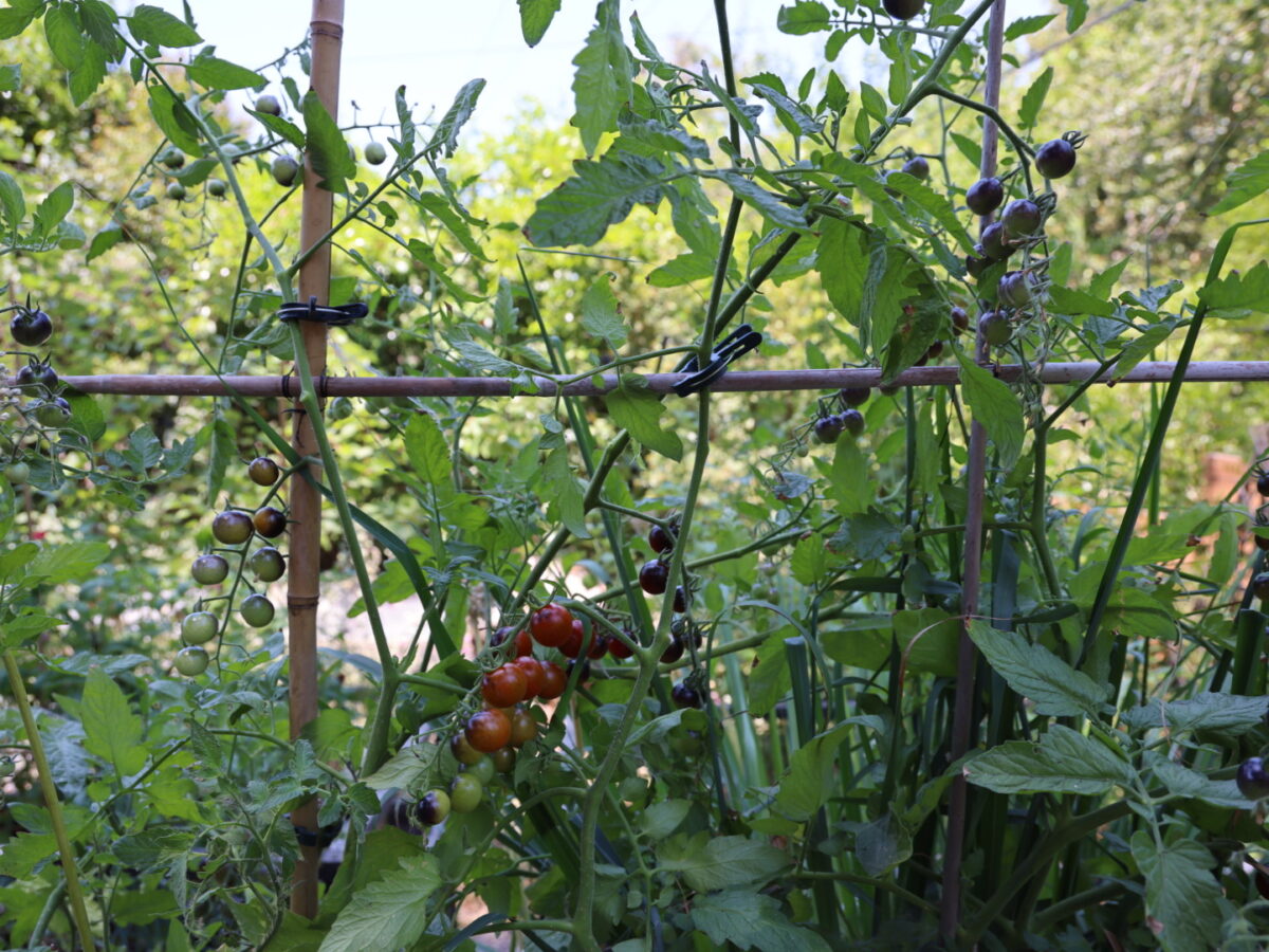 DIY Tomato Trellis