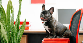A french bulldog sitting on a chair next to a desk with a snake plant.