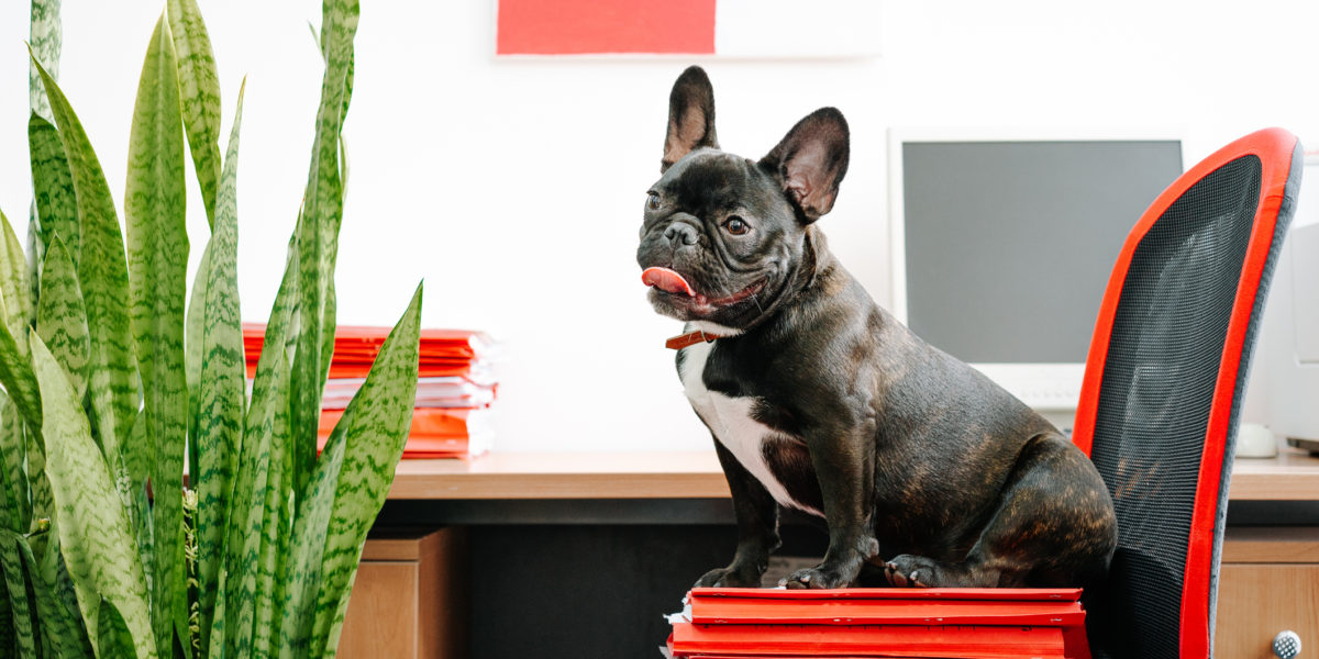 A french bulldog sitting on a chair next to a desk with a snake plant.
